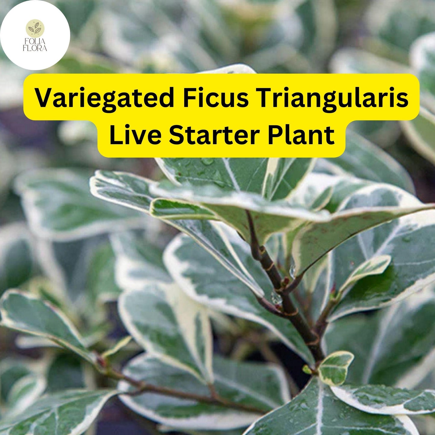 Variegated Ficus Triangularis Starter Plant – Rare Houseplant with Creamy White Edged Triangle Leaves – Ficus triangularis variegata