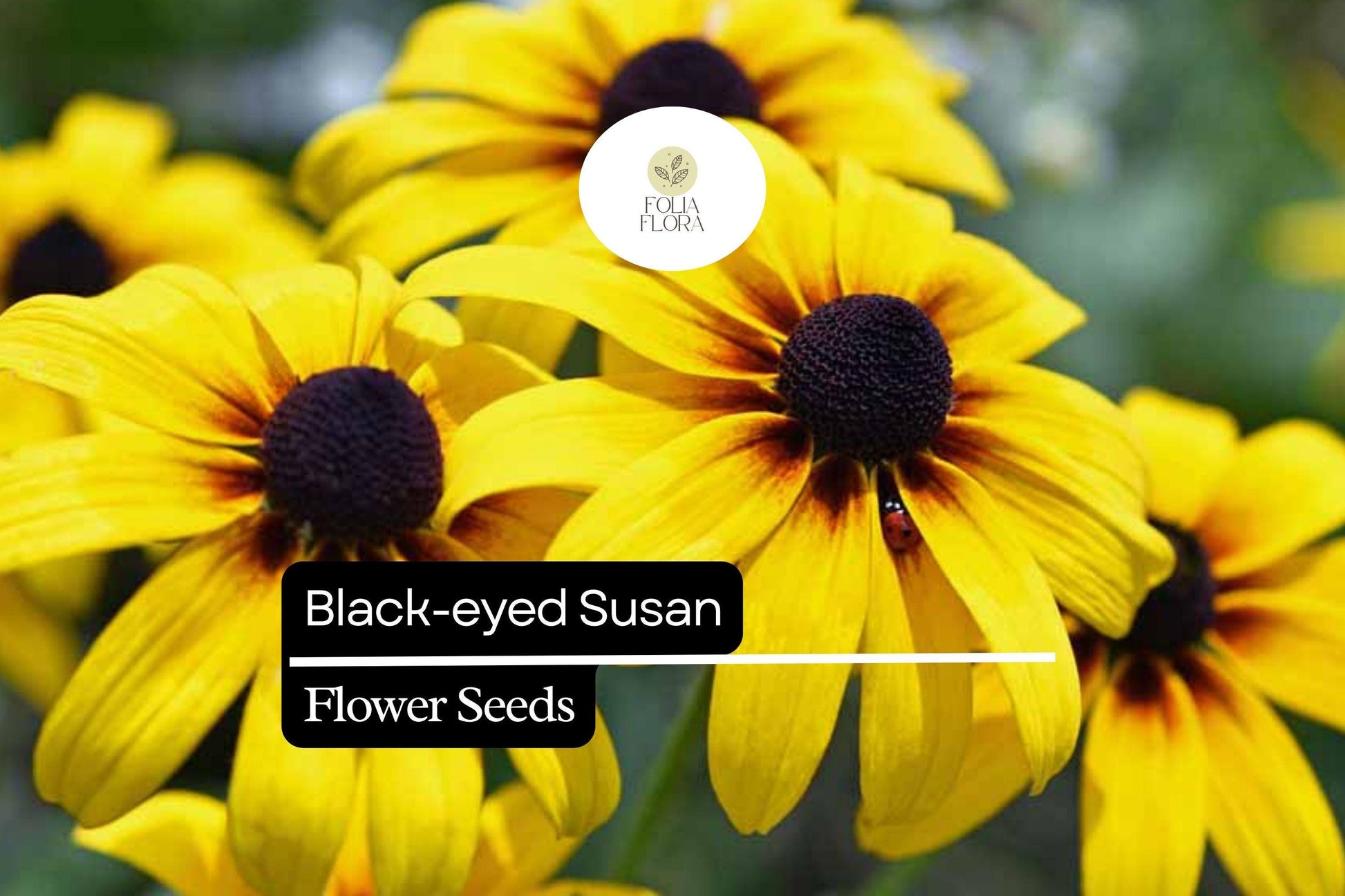 Black-Eyed Susan Seeds | Rudbeckia hirta Wildflower, Yellow Pollinator Plant, Native North American Seeds (25 Seeds)