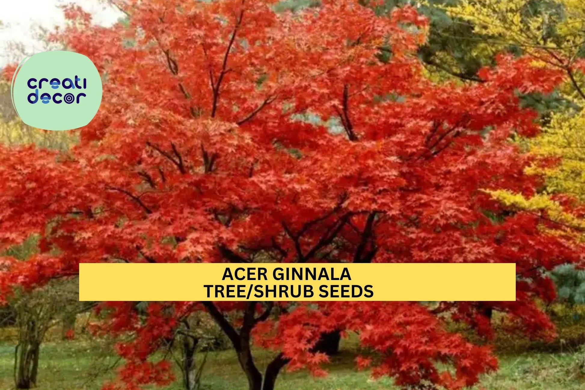 Acer ginnala Seeds – 3 Packs of 10 Amur Maple Tree Seeds for Hedges, Ornamental Landscaping, Fall Foliage, Hardy Deciduous Tree