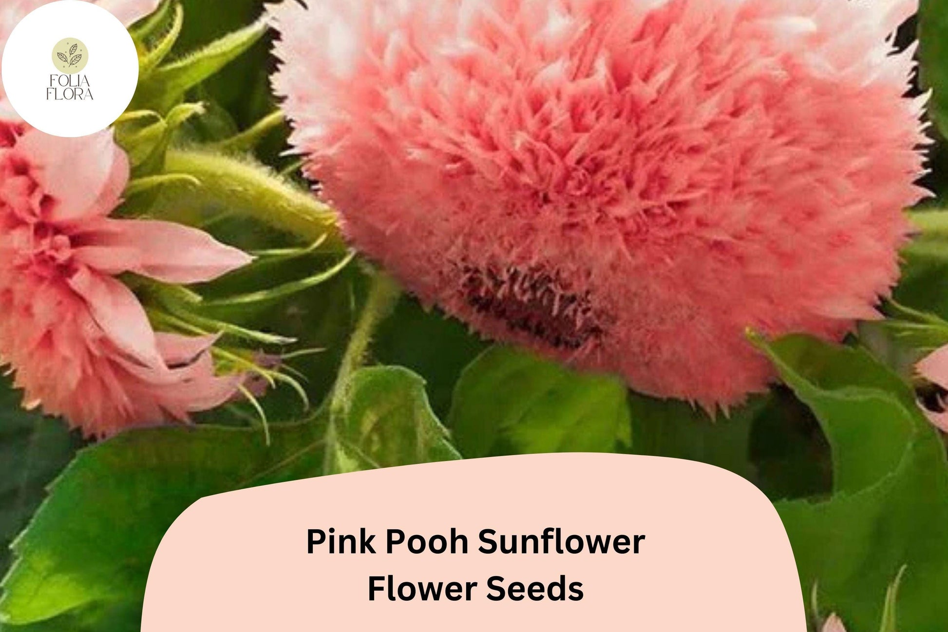 Pink Pooh Sunflower Seeds – Double Blooms, Pollinator-Friendly, 50 Seeds, Helianthus annuus