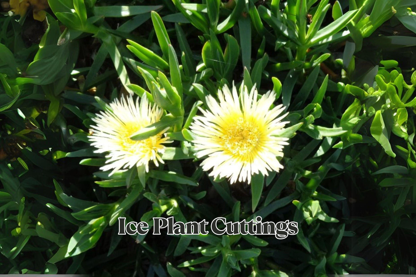 Ice Plant Succulent Cuttings 6 Inches, 10 Pack for Ground Cover, Rock Garden, or Container Propagation, Delosperma cooperi