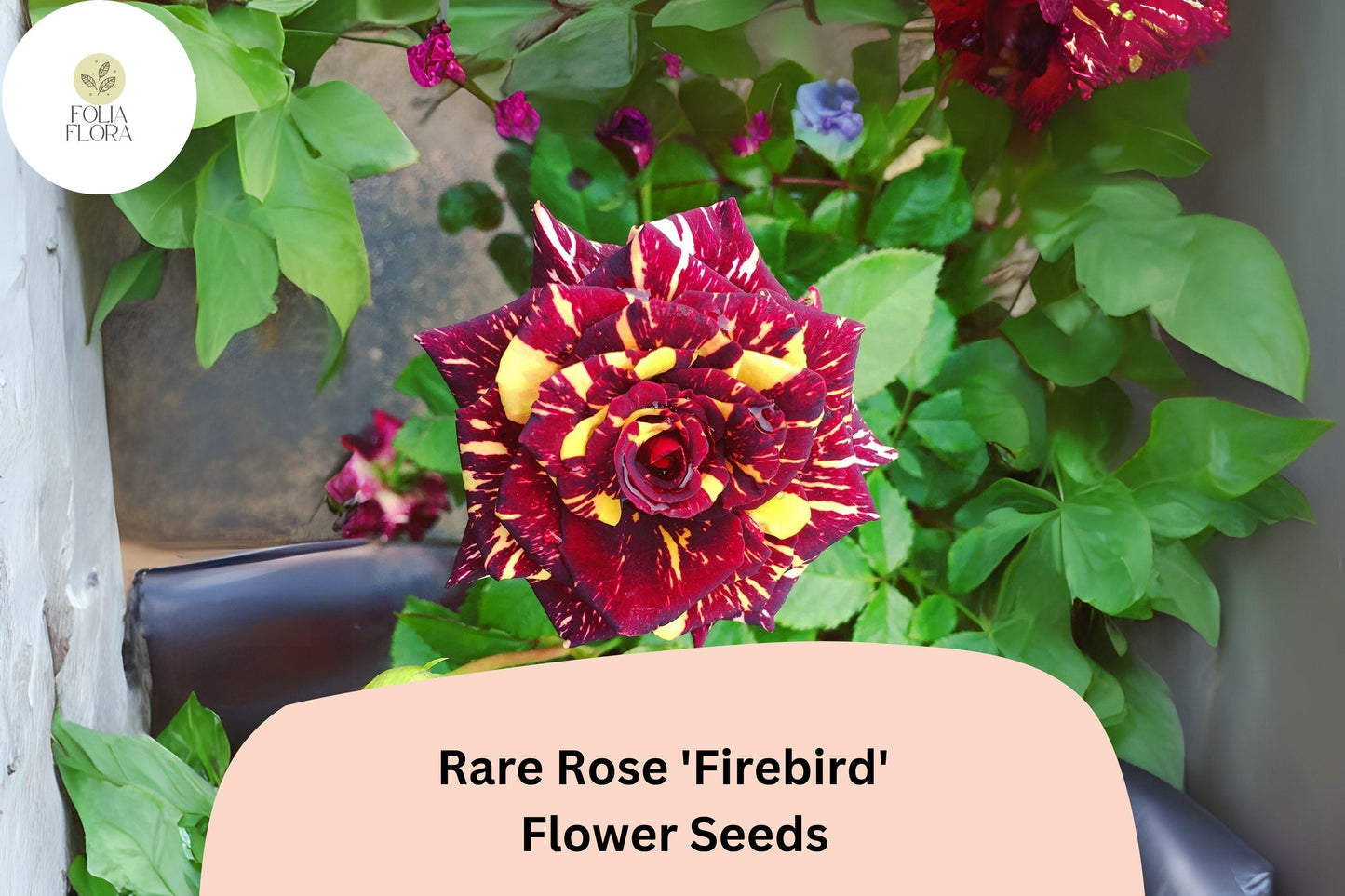Firebird Rose Seeds – Multicolor Bicolor Heirloom Rosa spp. for Garden Borders & Containers, 20 Seeds