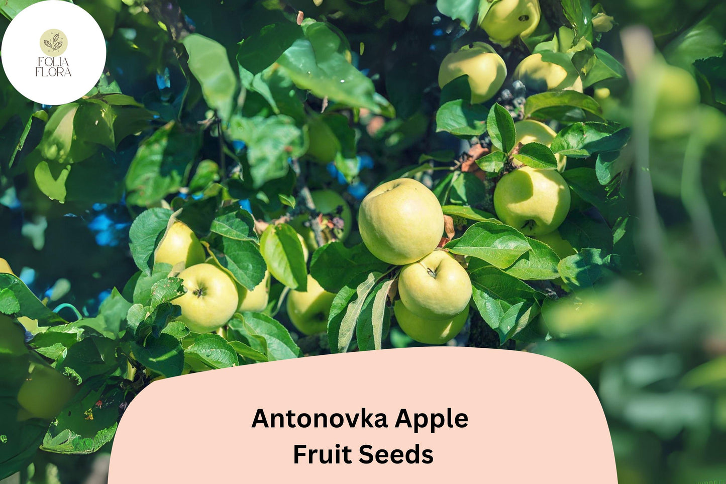 Antonovka Apple Seeds – Cold Hardy Heirloom, Rootstock Variety, Malus domestica, Grafting, Cider, Baking, USDA Zones 3-6
