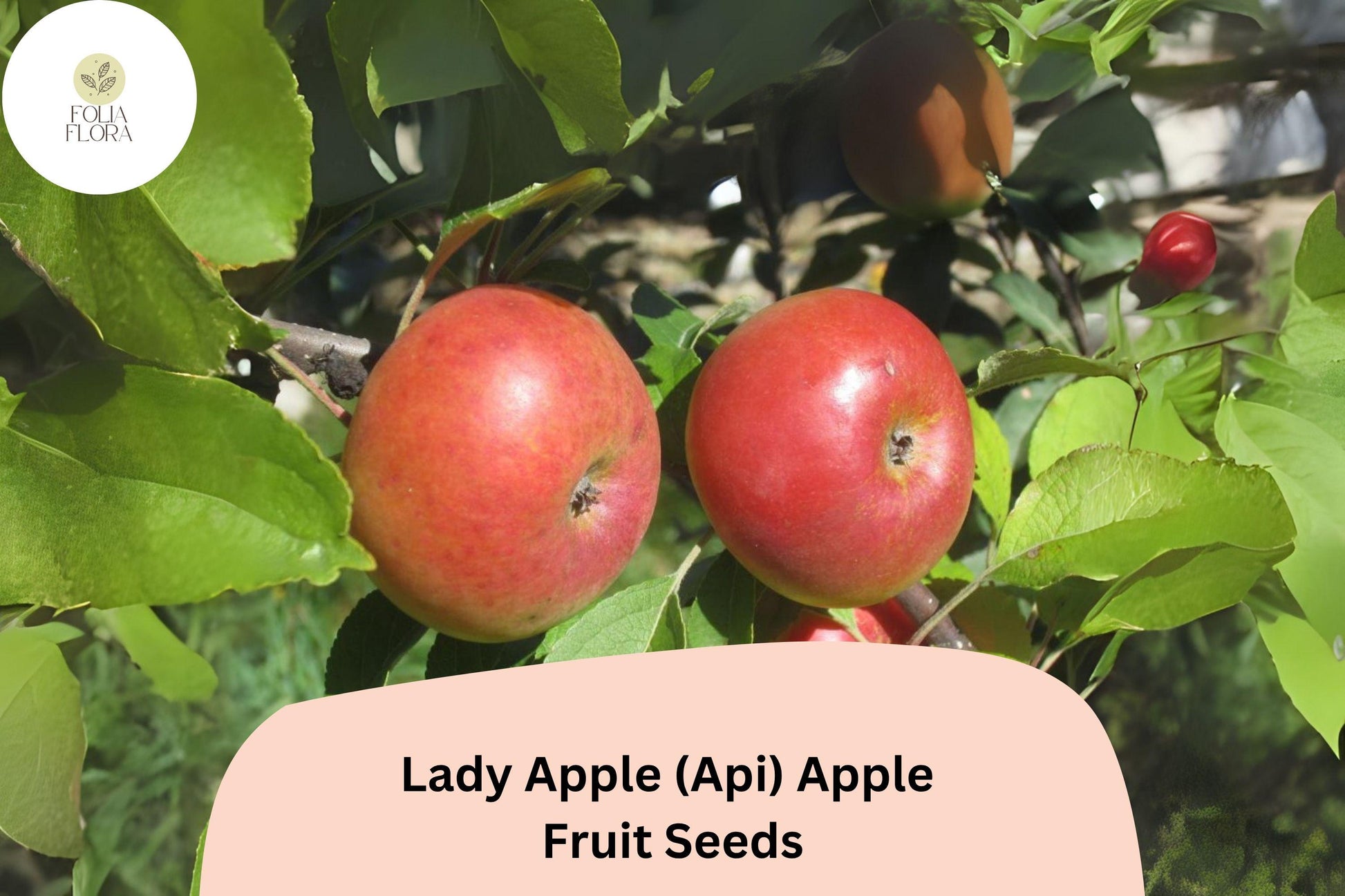 Lady Apple Seeds | Miniature Heirloom Fruit Tree Seeds | Malus domestica (Api Variety)