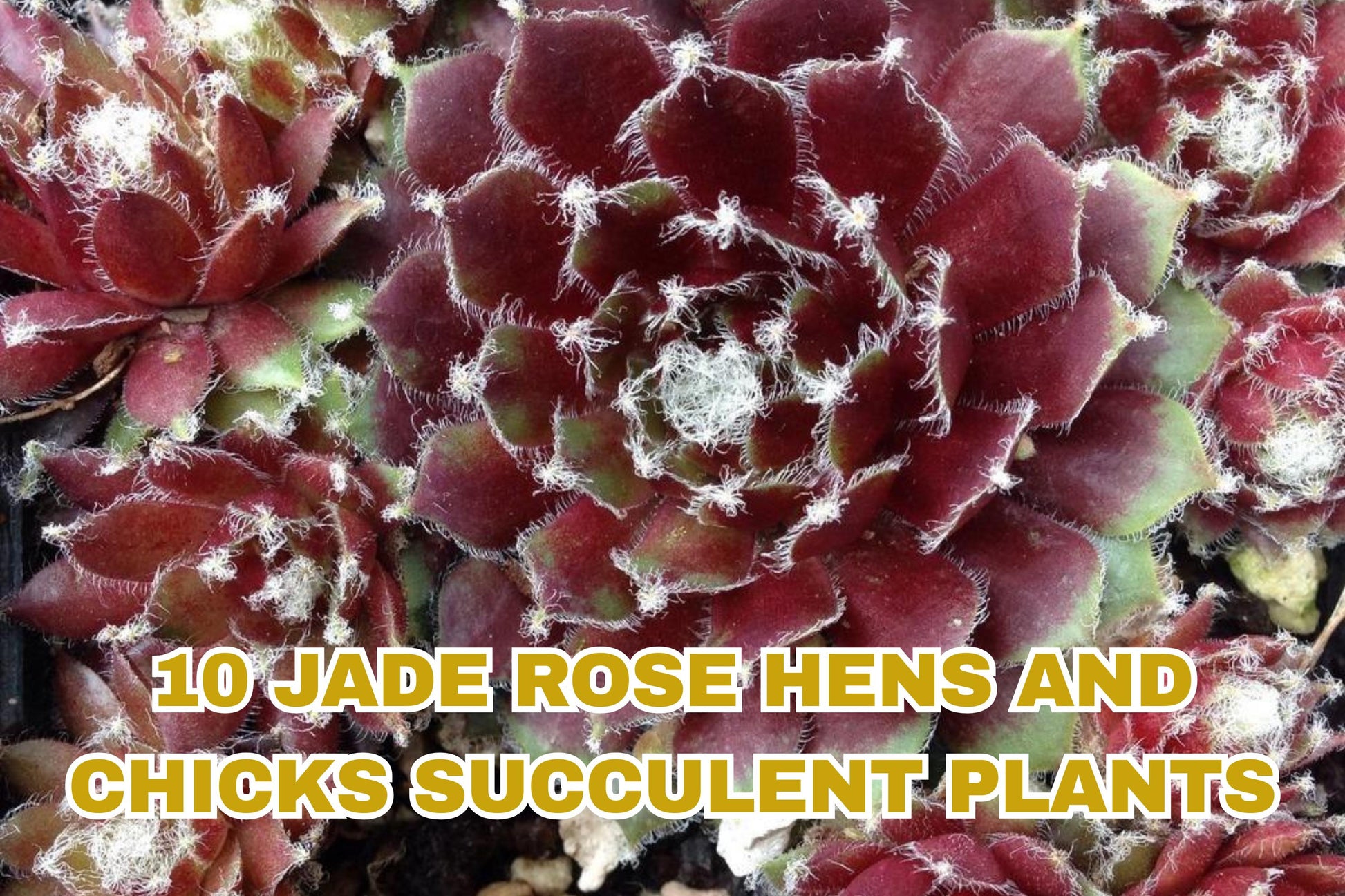 Jade Rose Hens and Chicks Succulents – 10 Live Sempervivum Perennials, Cold Hardy, Drought Tolerant, Rock Garden, Zone 4 Plants