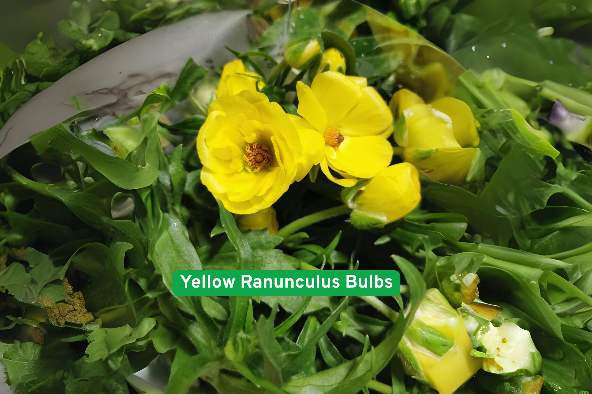yellow ranunculus bulbs, spring garden flowers, vibrant yellow blooms, container plant bulbs, perennial flower bulbs, garden flower bulbs, layered bloom bulbs, easy grow bulbs, sunny garden plants, flower bed bulbs, patio plant bulbs, early spring bulbs, garden color plants