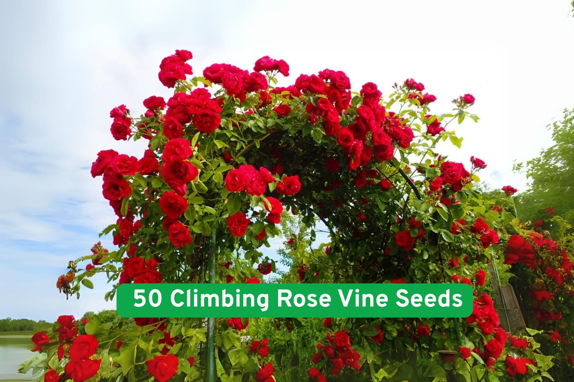 climbing rose seeds, flowering vine seeds, garden trellis plants, fence climbing roses, pink rose seeds, red rose seeds, white rose seeds, perennial climbing vine, outdoor garden plants, indoor plant seeds, easy grow rose seeds, decorative flowering vine, rose seed packets