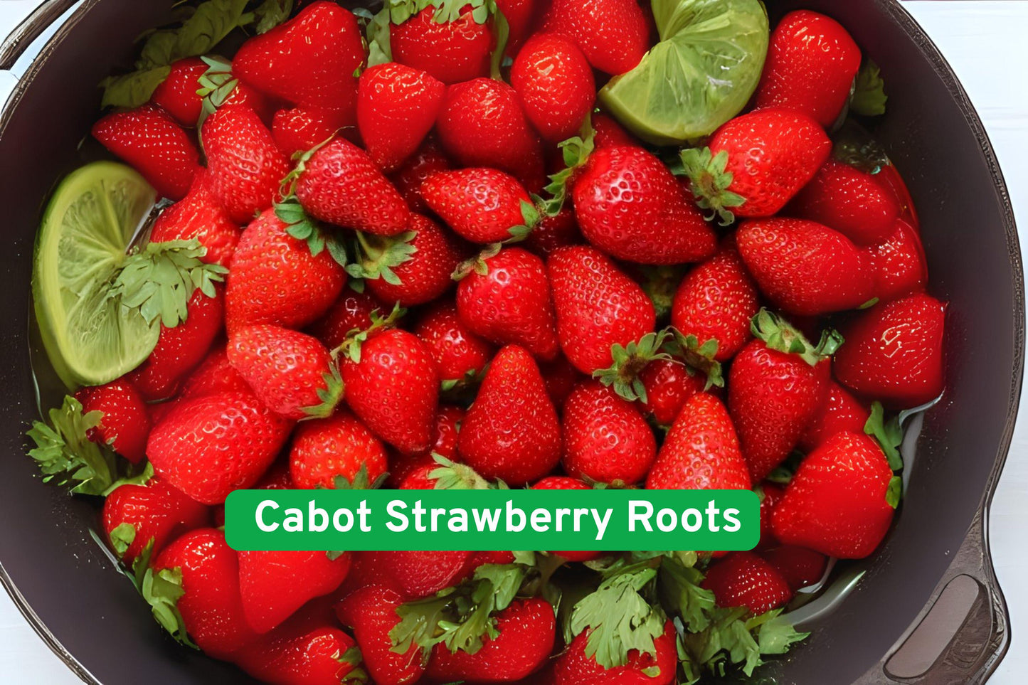 strawberry roots, Cabot strawberry, berry plant, edible perennial, fruiting plant, garden strawberry, red berry, container strawberries, raised bed plants, beginner gardening, USDA zone strawberries, outdoor fruit plant, bare root strawberries