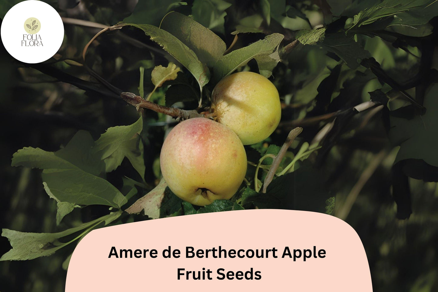 Amere de Berthecourt Apple Seeds – French Heirloom Cider Variety, Bittersharp Flavor, Malus domestica, 25+ Seeds