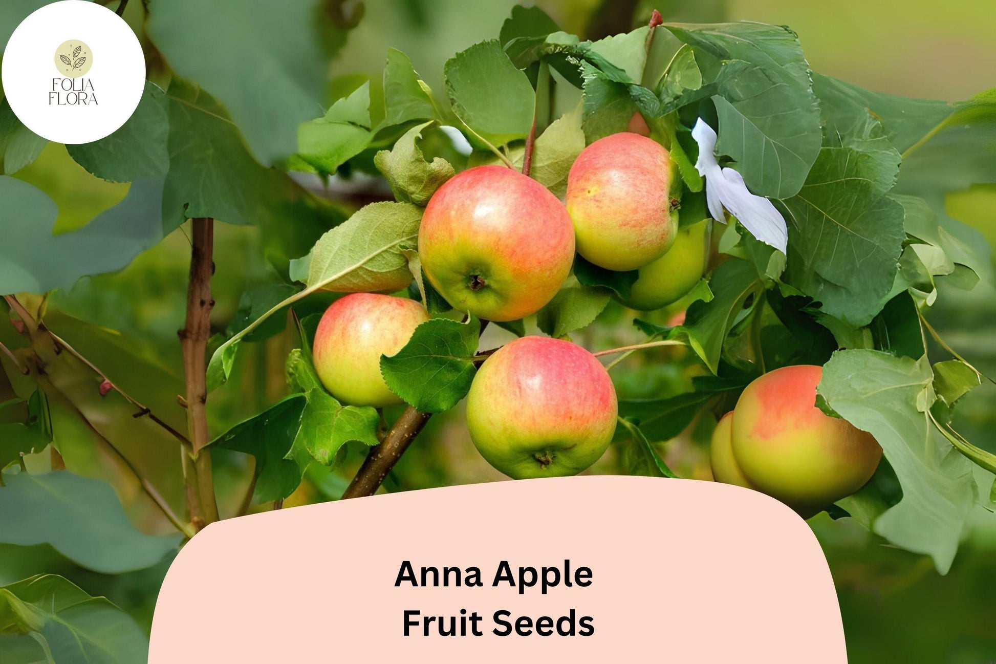 Anna Apple Seeds - Low-Chill, Early Variety for Warm Climates, Malus domestica, Sweet Crisp Fruit