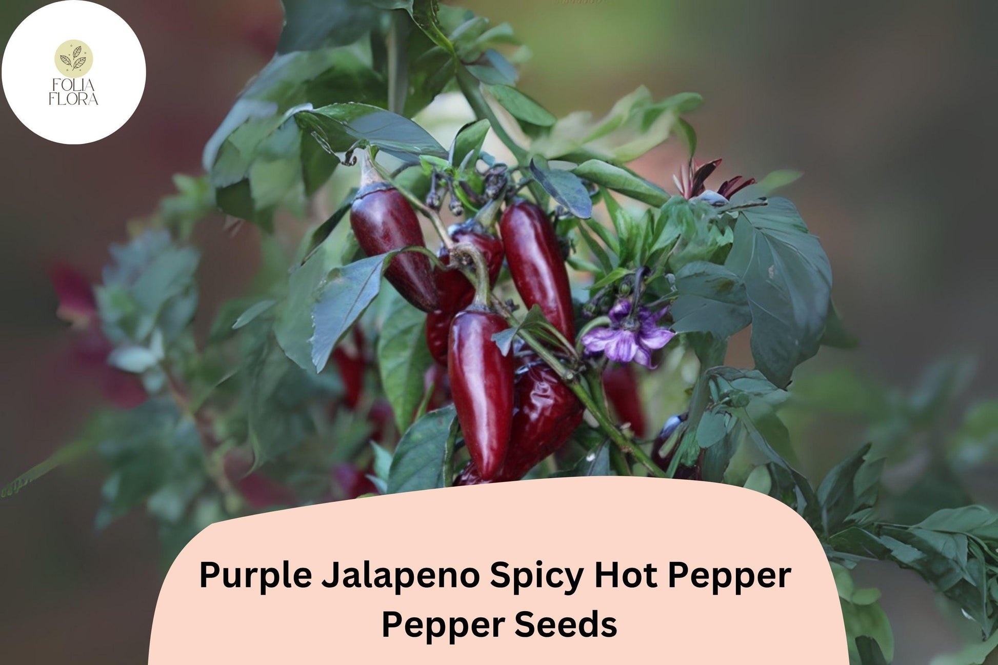 Purple Jalapeño Seeds – Non-GMO Capsicum annuum, Spicy Dark Purple Peppers for Salsas, Pickling, and Culinary Use