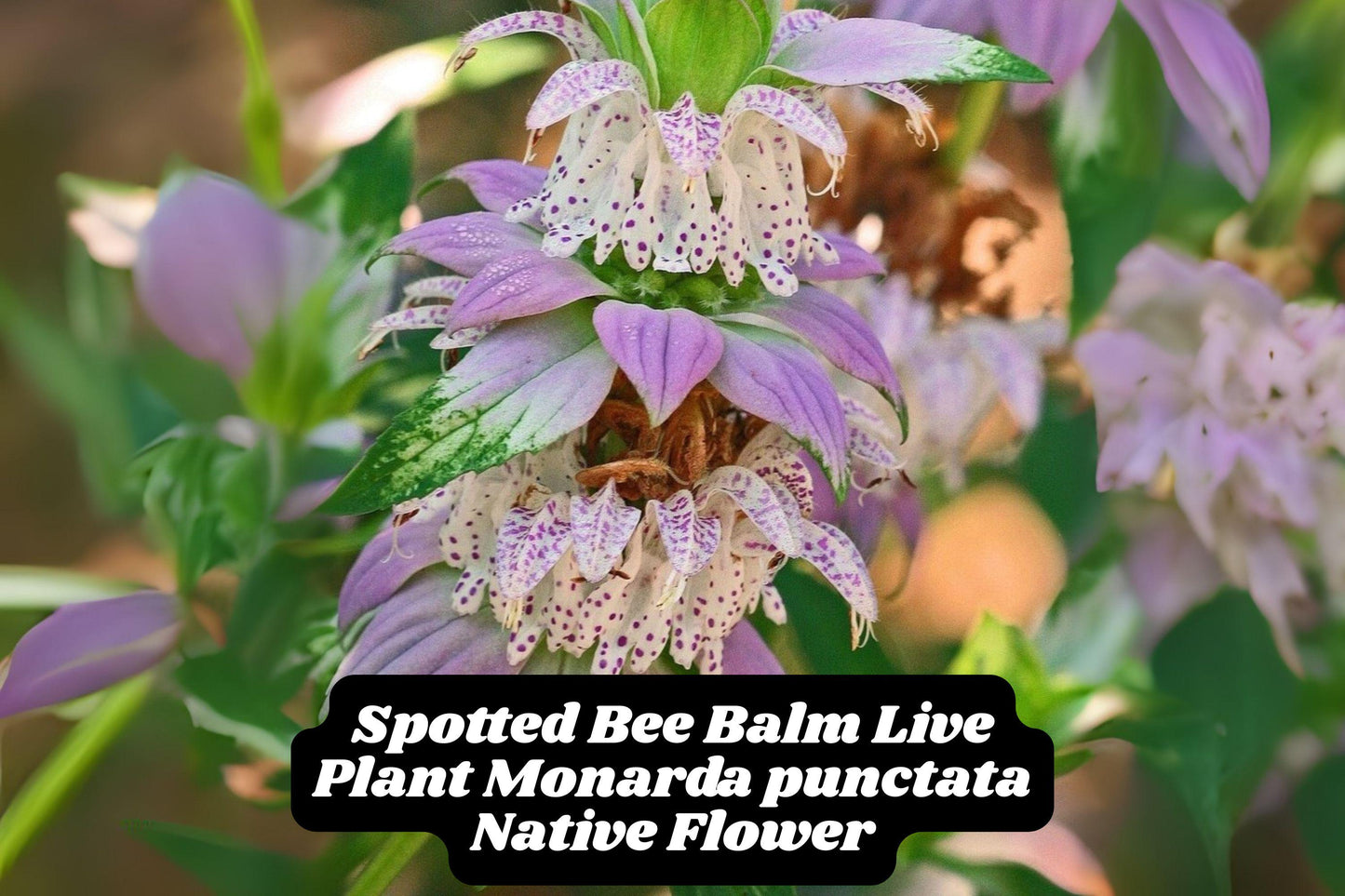 Spotted Bee Balm Live Plant Monarda Punctata Pollinator Magnet Native Wildflower for Gardens and Borders