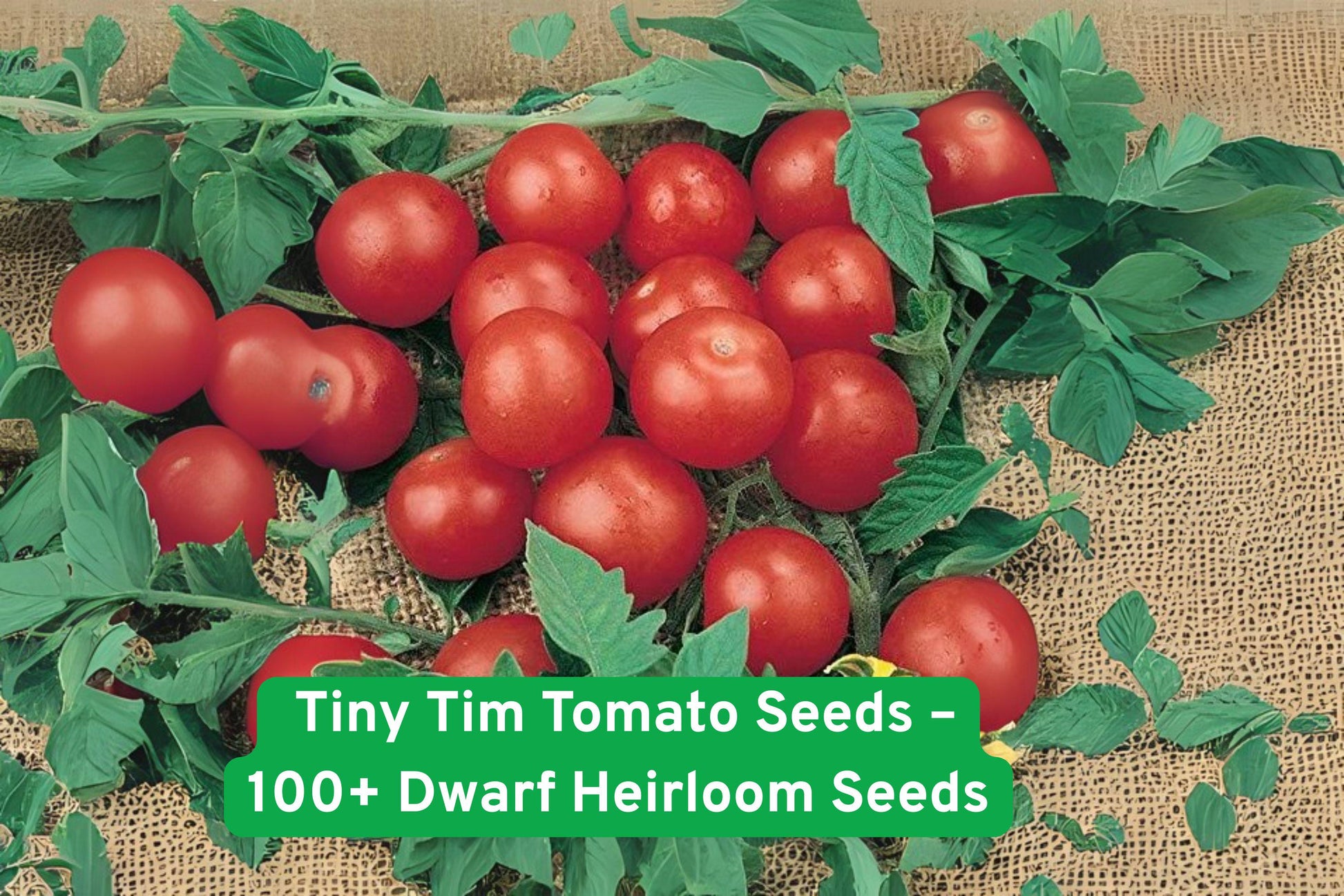 tiny tim tomato seeds, dwarf heirloom tomatoes, patio container tomatoes, cherry tomato seeds, indoor garden tomatoes, small space vegetable, heirloom seed packets, red cherry tomatoes, summer garden plants, USDA zone 3-10, balcony gardening seeds, sweet salad tomatoes, high yield tomato seeds