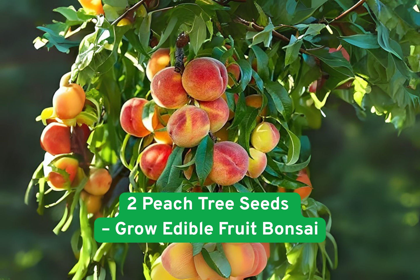 peach tree seeds, edible bonsai fruit, Prunus persica seeds, dwarf fruit tree, container garden plant, spring blossom seeds, summer fruit seeds, USA grown seeds, beginner gardening kit, small garden tree, pink flower seeds, juicy fruit seeds, bonsai planting kit
