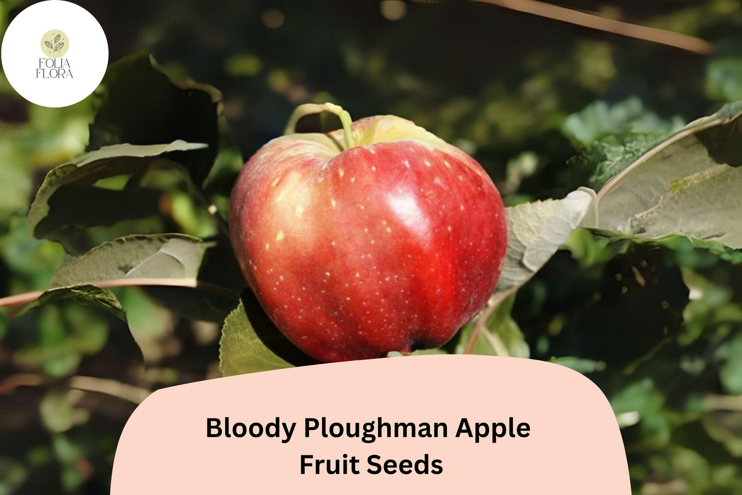 Bloody Ploughman Apple Seeds – Rare Scottish Heirloom, Red Flesh, Malus domestica, Fruit Tree Seeds