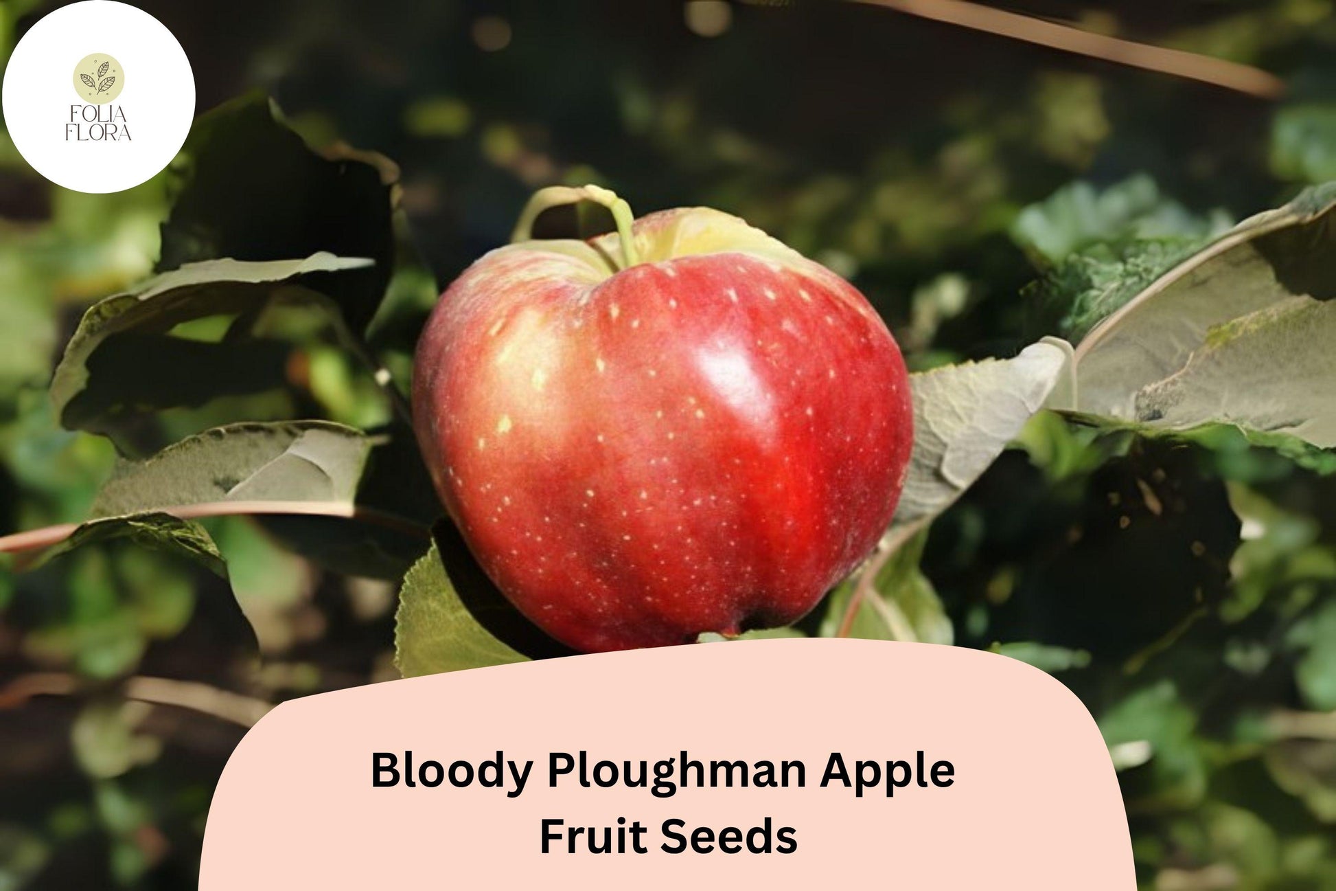 Bloody Ploughman Apple Seeds – Rare Scottish Heirloom, Red Flesh, Malus domestica, Fruit Tree Seeds