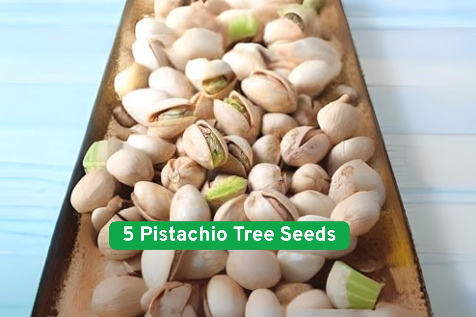 pistachio seed, nut tree seeds, bonsai pistachio, edible tree seeds, drought-tolerant plant, full sun plant, orchard tree seeds, Mediterranean garden, nut-bearing tree, cold stratification seeds, USA grown seeds, unique garden gift, outdoor nut tree
