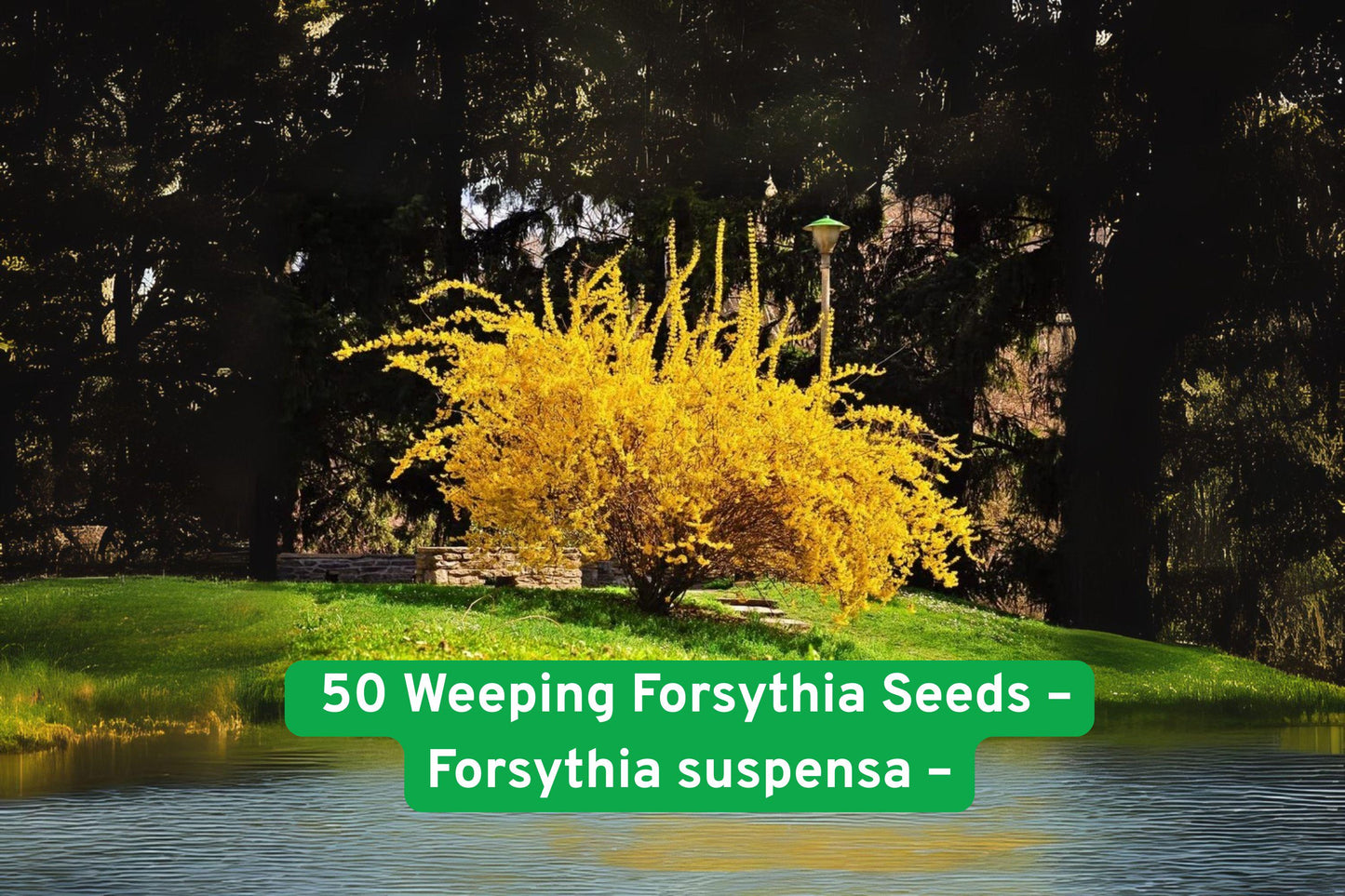 weeping forsythia seeds, yellow spring blooms, flowering shrub seeds, deciduous garden shrub, ornamental hedge plant, early spring flowering, pollinator attractant, hardy landscape shrub, yellow flower seeds, border planting shrub, naturalizing plant seeds, fast-growing garden shrub, outdoor flowering plant