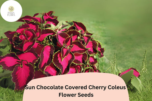 Chocolate Cherry Coleus Seeds | 25+ Plectranthus scutellarioides, Burgundy & Pink Foliage, Compact Annual Plant