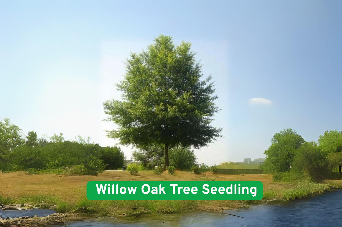 Willow Oak Seedling, Shade Tree, Quercus phellos, Fast Growing Tree, Native Oak Tree, Fall Foliage Tree, Garden Tree, Landscape Tree, Drought Tolerant Tree, Outdoor Tree, Tree Seedling, Green Foliage Tree