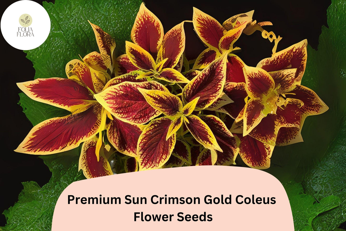 Crimson Gold Coleus Seeds | 25+ Pack | Red & Gold Foliage, Shade Plant | Plectranthus scutellarioides