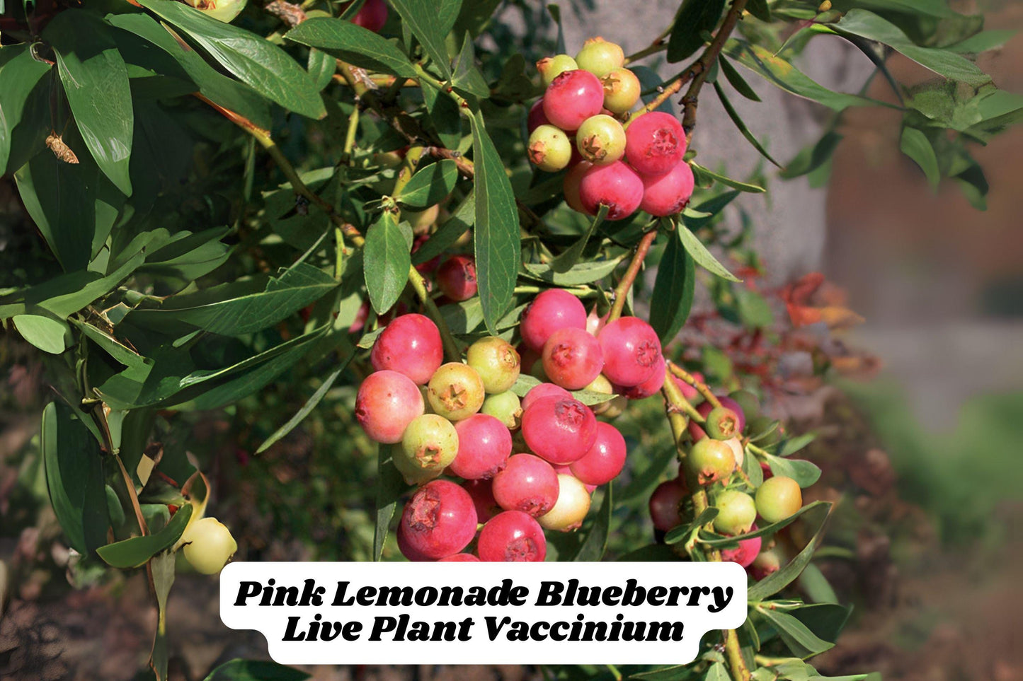 Pink Lemonade Blueberry Starter Plant 6-8 Inches Vaccinium rabbiteye for Garden or Container
