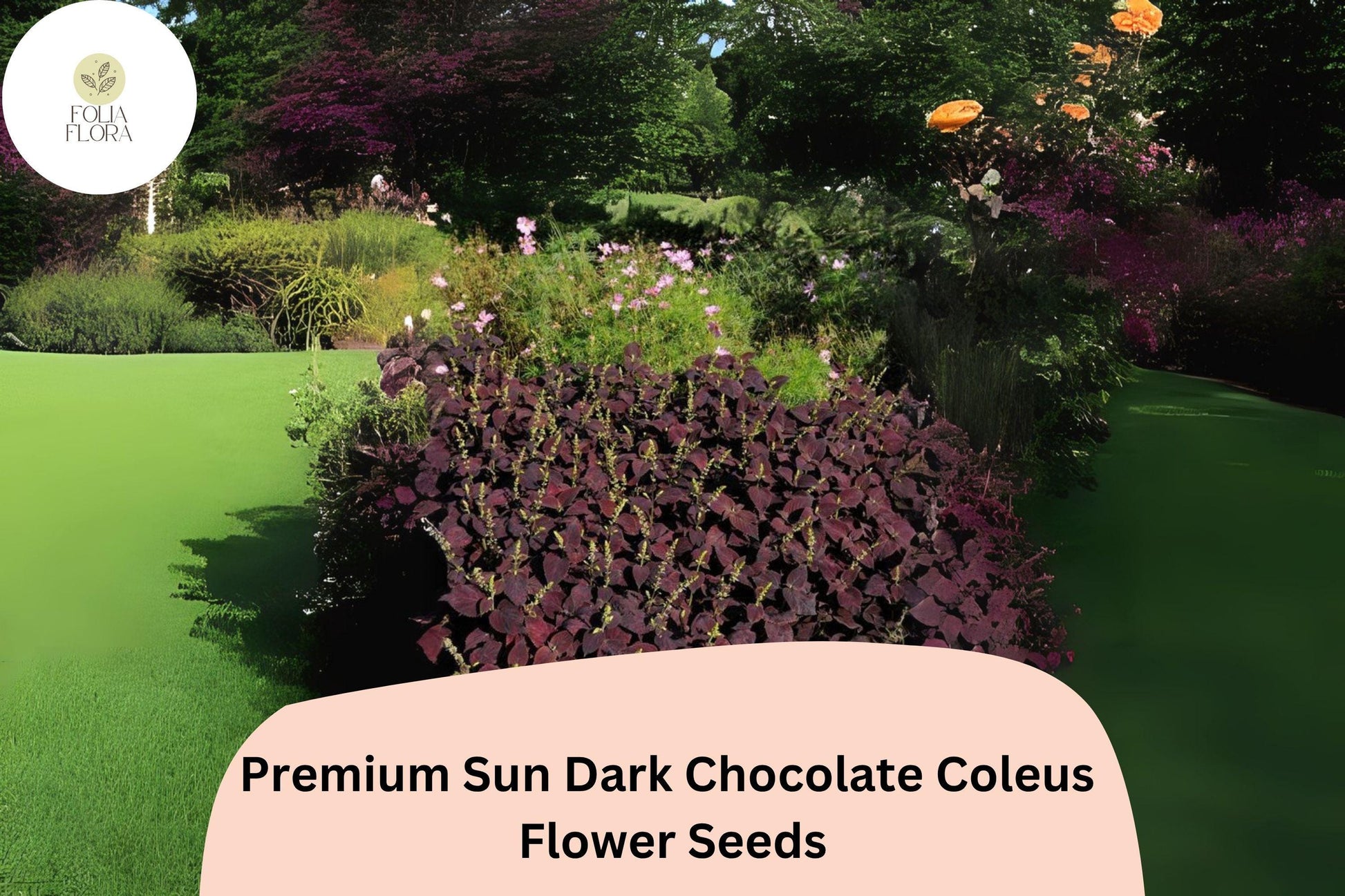 Dark Chocolate Coleus Seeds | Deep Brown Foliage, Sun & Shade | Plectranthus scutellarioides, 12-18 Inches