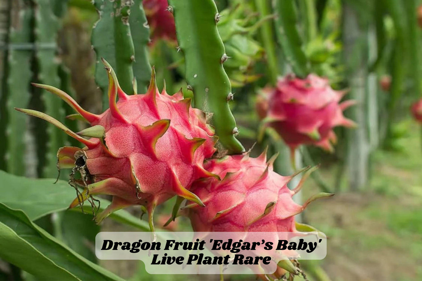 Edgar’s Baby Dragon Fruit Cactus 4-5 Inch Live Starter Plant Hylocereus Hybrid for Trellis or Container