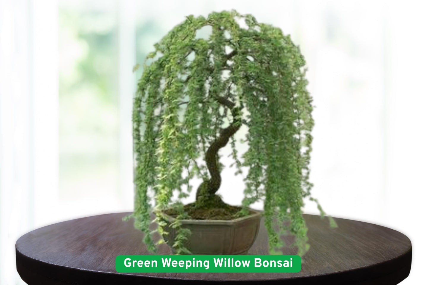 Weeping Willow Bonsai, Dwarf Willow Cutting, Live Willow Tree, Fast Growing Willow, Green Willow Branch, Outdoor Bonsai Plant, Container Willow Tree, Garden Gift Plant, Seasonal Tree Cutting, Moisture Loving Plant, Bonsai Starter Kit, Live Tree for Gardening, Willow Branch for Propagation