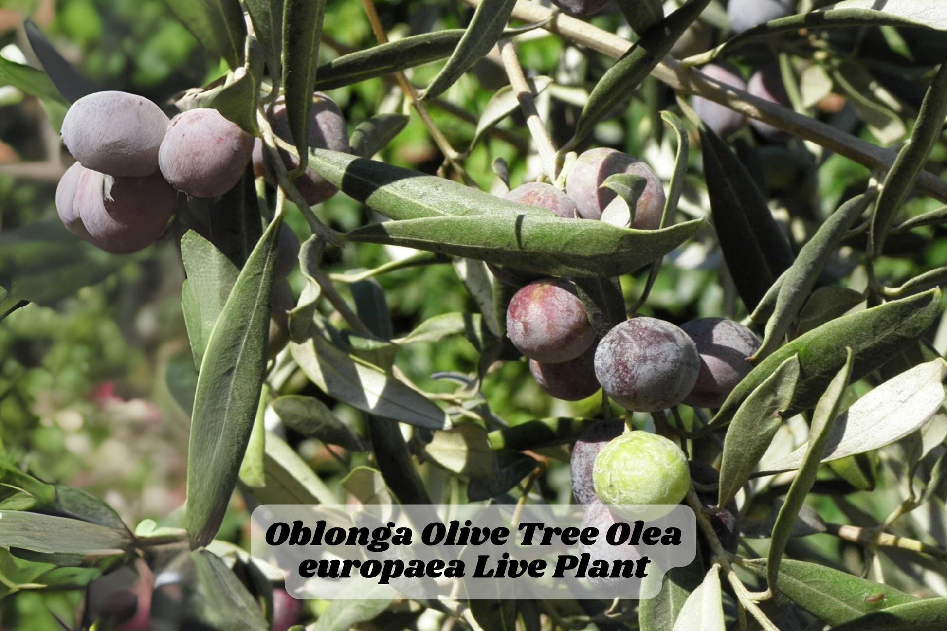 Oblonga Olive Tree Starter Plant 6-10 Inches, Olea europaea, Mediterranean Garden, Patio or Container Plant