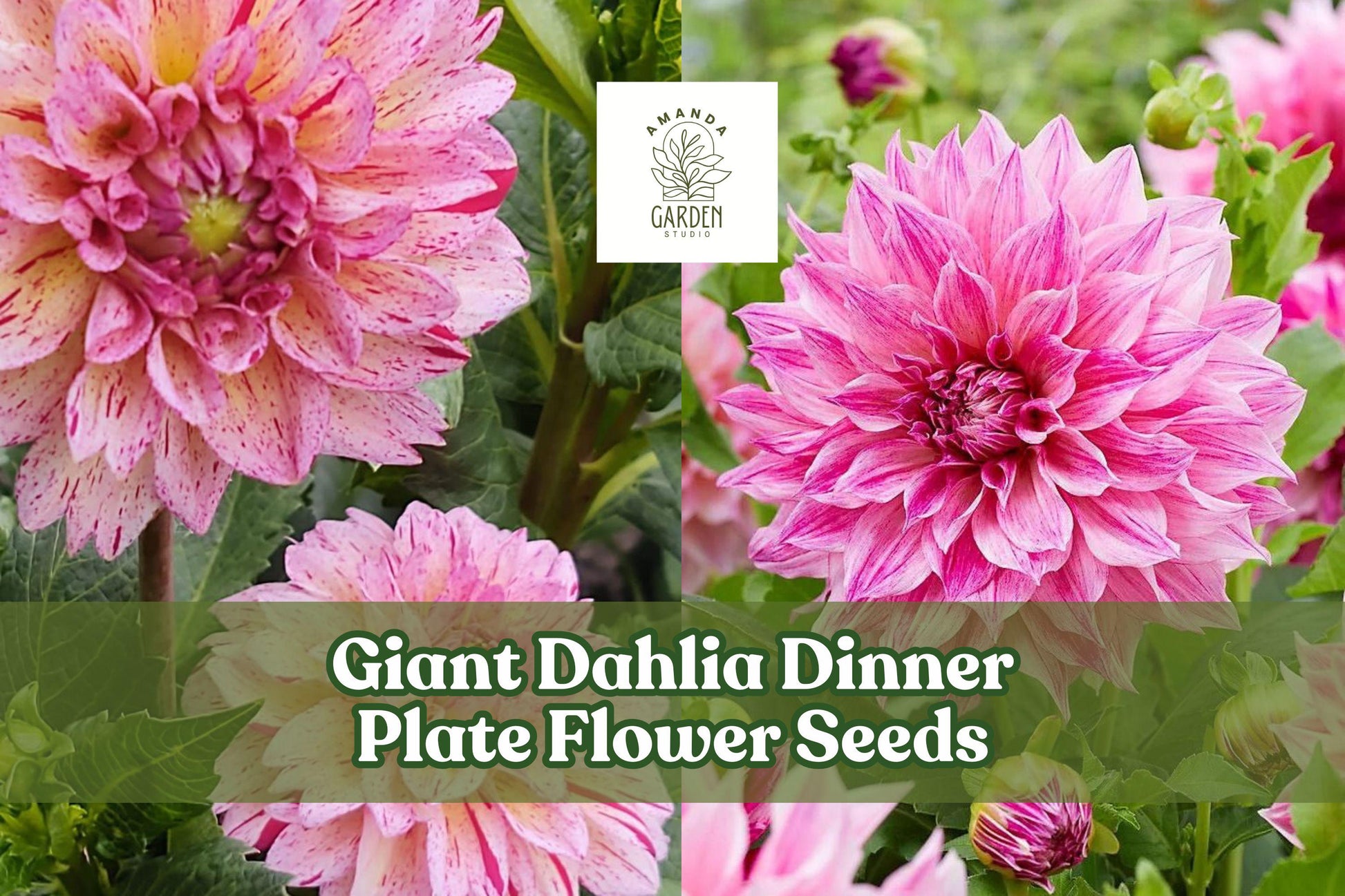 Giant Dahlia Flower Seeds - Exotic Large Bloom Mix for Cut Flowers & Gardens - Dahlia spp.