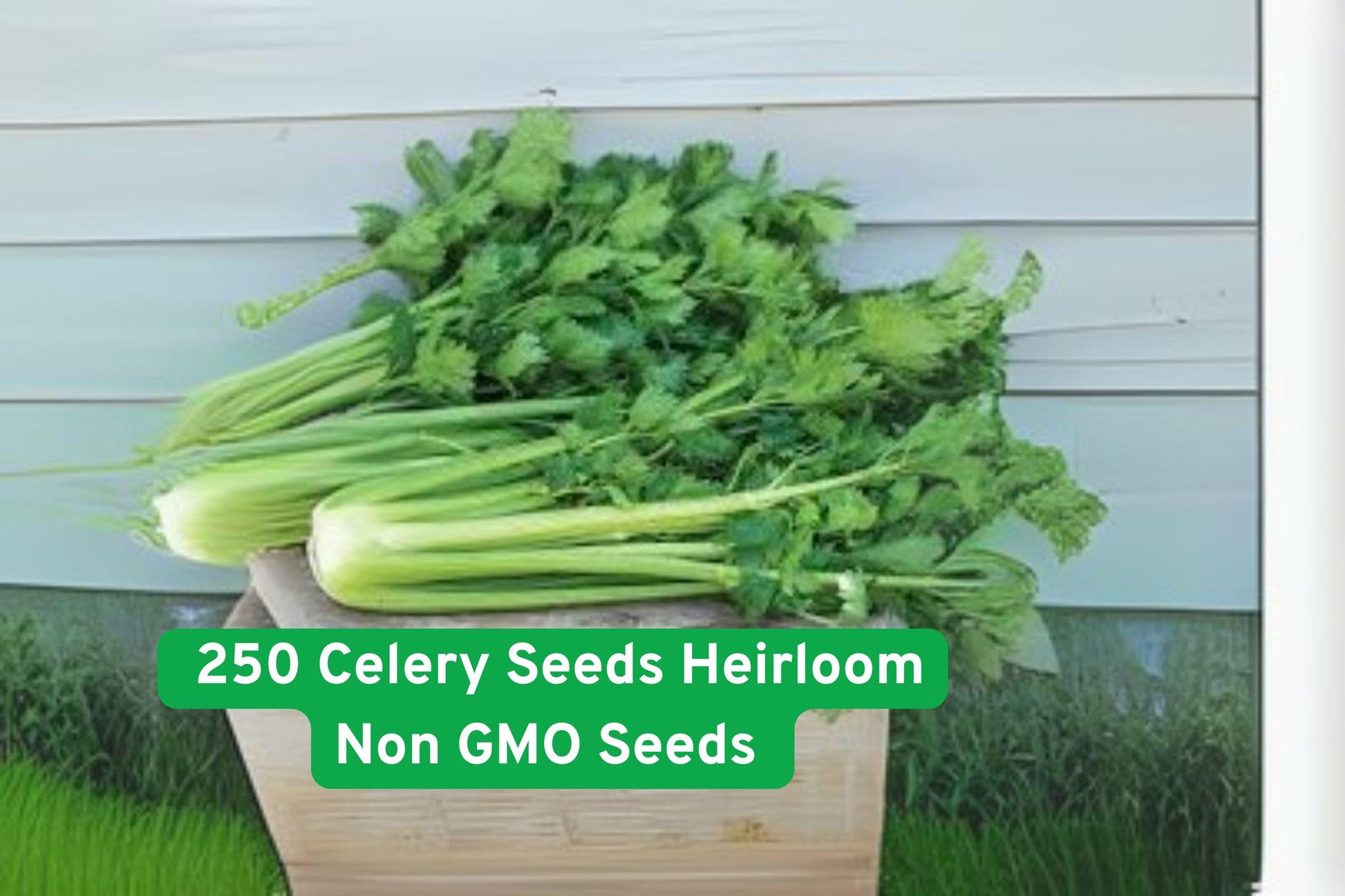 heirloom celery seeds, non-GMO vegetable seeds, garden celery seeds, patio planter celery, organic celery seeds, vegetable seed packets, home garden celery, seed starter celery, fresh celery seeds, edible vegetable seeds, heirloom seed collection, outdoor gardening seeds, USA grown seeds
