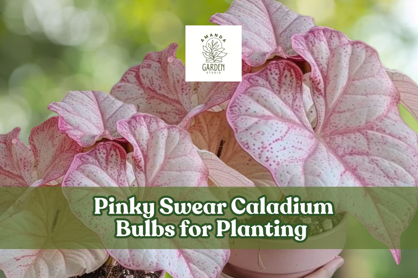 Pinky Swear Caladium Bulbs - Pink & Green Heart-Shaped Foliage - Caladium bicolor for Shade Gardens, Containers, Borders