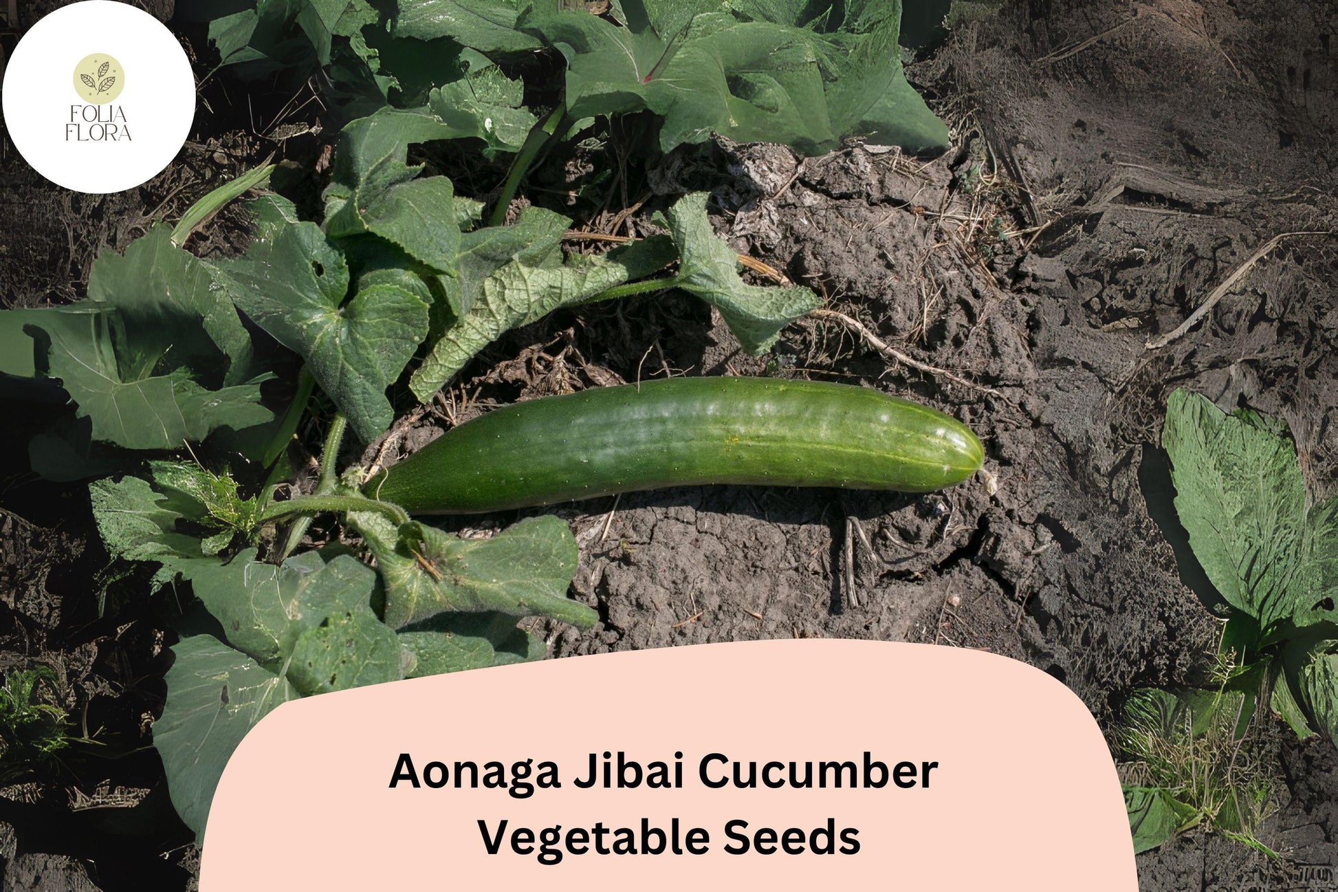 Aonaga Jibai Cucumber Seeds | Heirloom Japanese Long Green Cucumbers | Crisp, Slender, Open-Pollinated Cucumis sativus