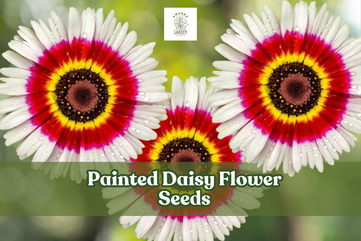 Painted Daisy Flower Seeds - Colorful Perennial Blooms in Pink, Red, White - Tanacetum coccineum, Pollinator-Friendly, Easy to Grow