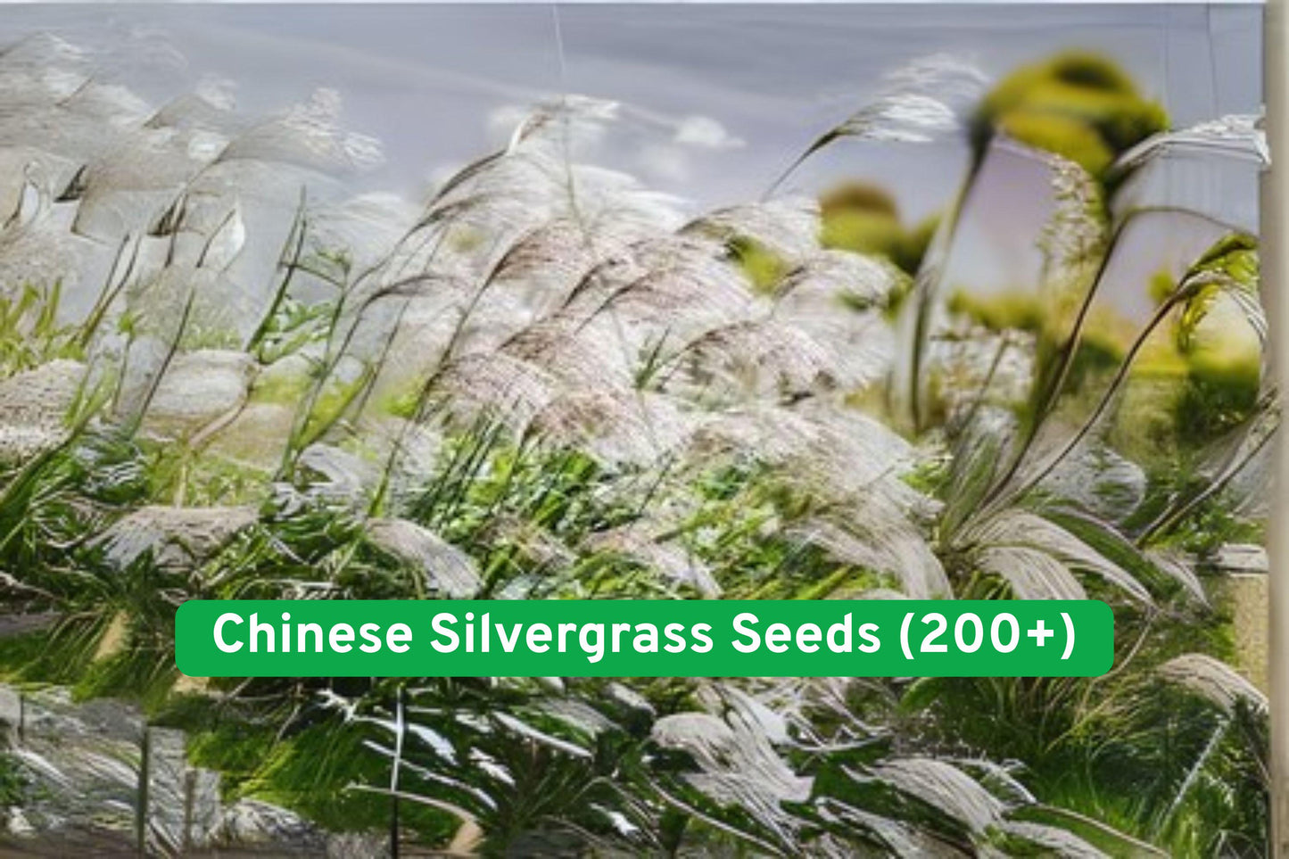 Chinese Silvergrass Seeds, Ornamental Grass Seeds, Maiden Grass Seeds, Drought-Tolerant Seeds, Fall Color Seeds, Garden Grass Seeds, Landscape Plant Seeds, Silvery Plume Seeds, Clumping Grass Seeds, Easy Grow Seeds, Tall Grass Seeds, Sun-Loving Seeds, Low-Maintenance Seeds