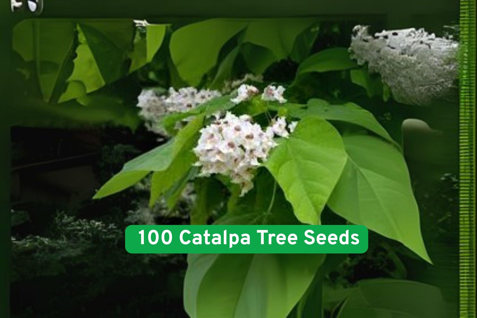 Catalpa seeds, ornamental shade tree, white flower seeds, fast-growing tree, butterfly attractant, hummingbird friendly, large leaf seeds, decorative seed pods, easy grow seeds, non-GMO tree seeds, home garden tree, tropical foliage seeds, gift plant seeds