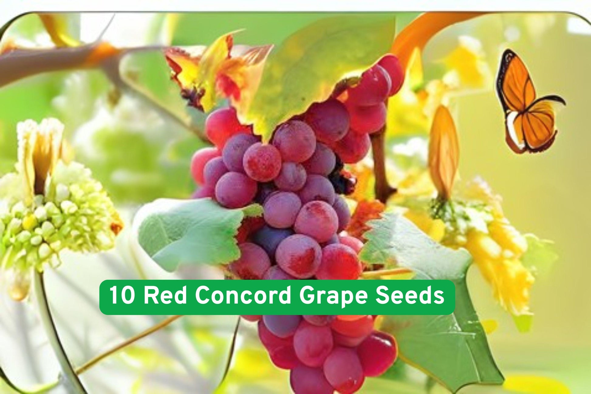 Red Concord grape seeds, heirloom grape seeds, wine grape seeds, fruit seed packets, backyard grapevine, climbing vine seeds, juice grape seeds, purple grape seeds, heirloom fruit seeds, USA grown seeds, garden grape seeds, seed for wine making, fresh eating grape seeds