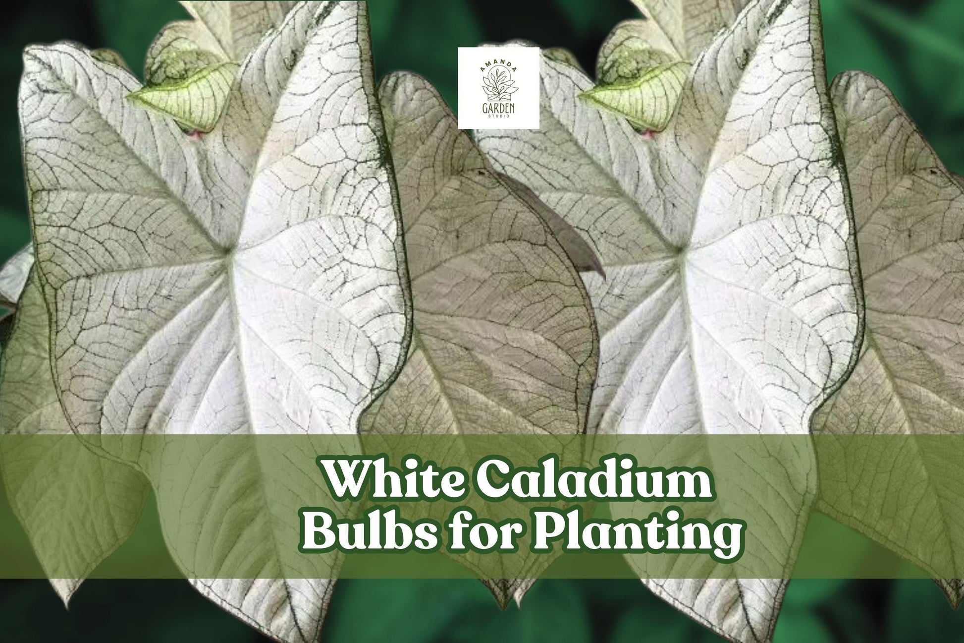 White Caladium Bulb for Planting – Indoor & Outdoor Foliage Plant, Caladium bicolor, Bright White & Green Leaves