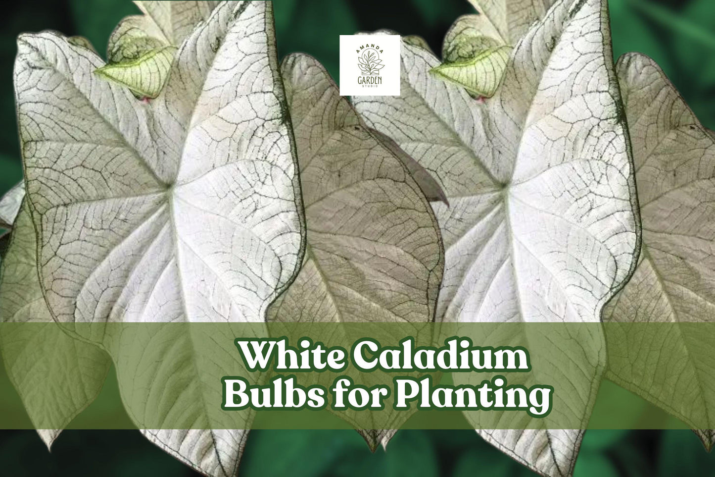 White Caladium Bulb for Planting – Indoor & Outdoor Foliage, Caladium bicolor, Bright White & Green Leaves
