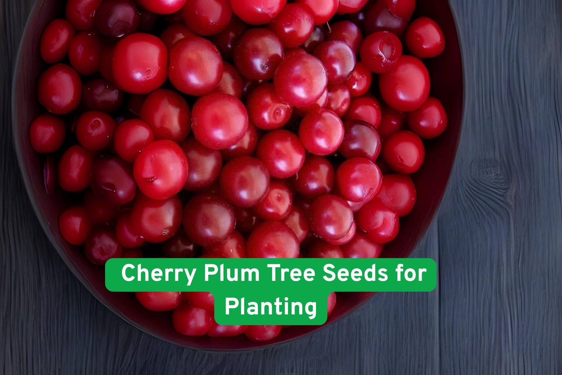 cherry plum tree seeds, pink flower seeds, edible fruit seeds, bonsai tree seeds, garden tree seeds, Prunus cerasifera seeds, flowering tree seeds, small fruit tree, outdoor garden seeds, gift plant seeds, cold stratification seeds, landscape tree seeds, beginner gardening seeds