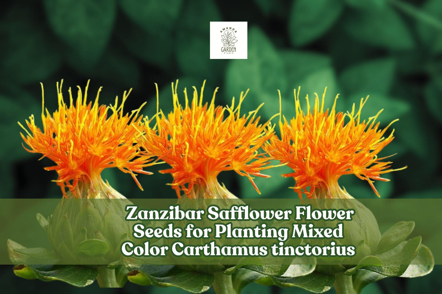 Zanzibar Safflower Seeds – Mixed Color Carthamus tinctorius for Garden, Pollinator, Dried Flower Arrangements