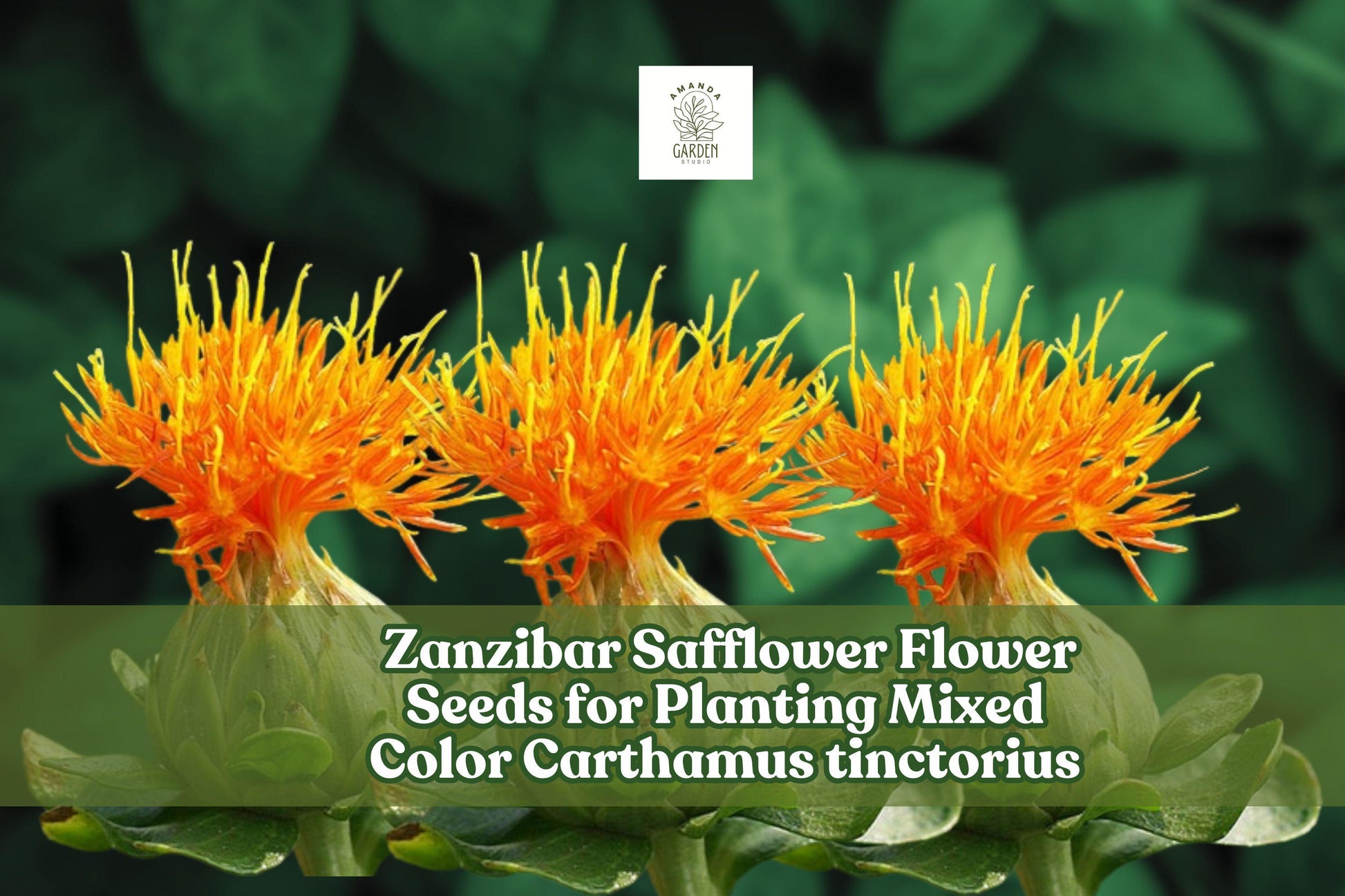 Zanzibar Safflower Seeds – Mixed Color Carthamus tinctorius for Planting, Drought-Tolerant, Pollinator-Friendly, Cut & Dried Flowers