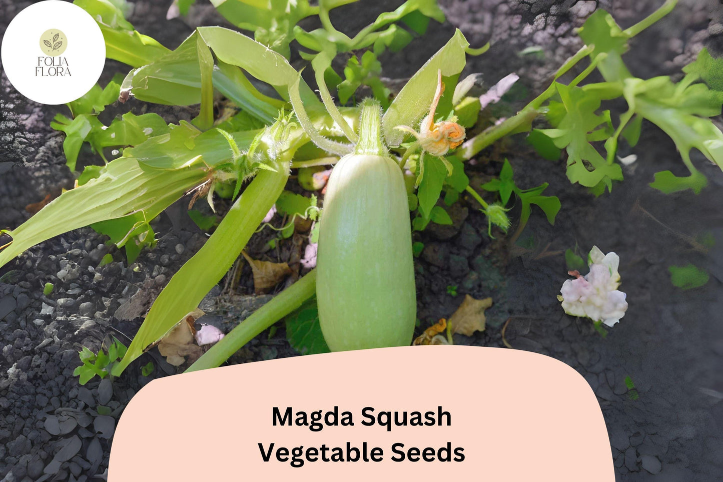 Magda Squash Seeds | Pale Green Cousa-Type Heirloom Vegetable | Cucurbita pepo