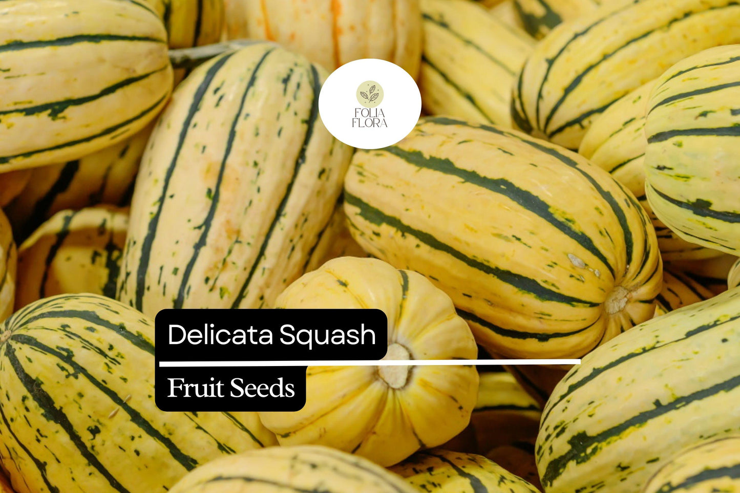 25+ Delicata Squash Seeds | Heirloom Winter Squash Cucurbita pepo, Edible Skin, Sweet Nutty Flavor, Compact Bush Plant