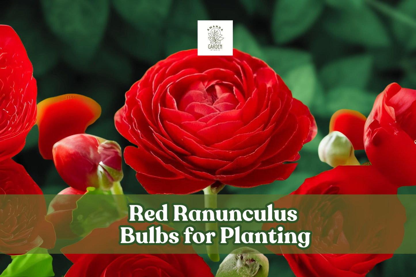 Red Ranunculus Bulbs – 10 Pack for Cutting Gardens & Flower Beds – Vibrant Rose-Like Blooms, Easy to Grow, Perfect for Containers & Borders