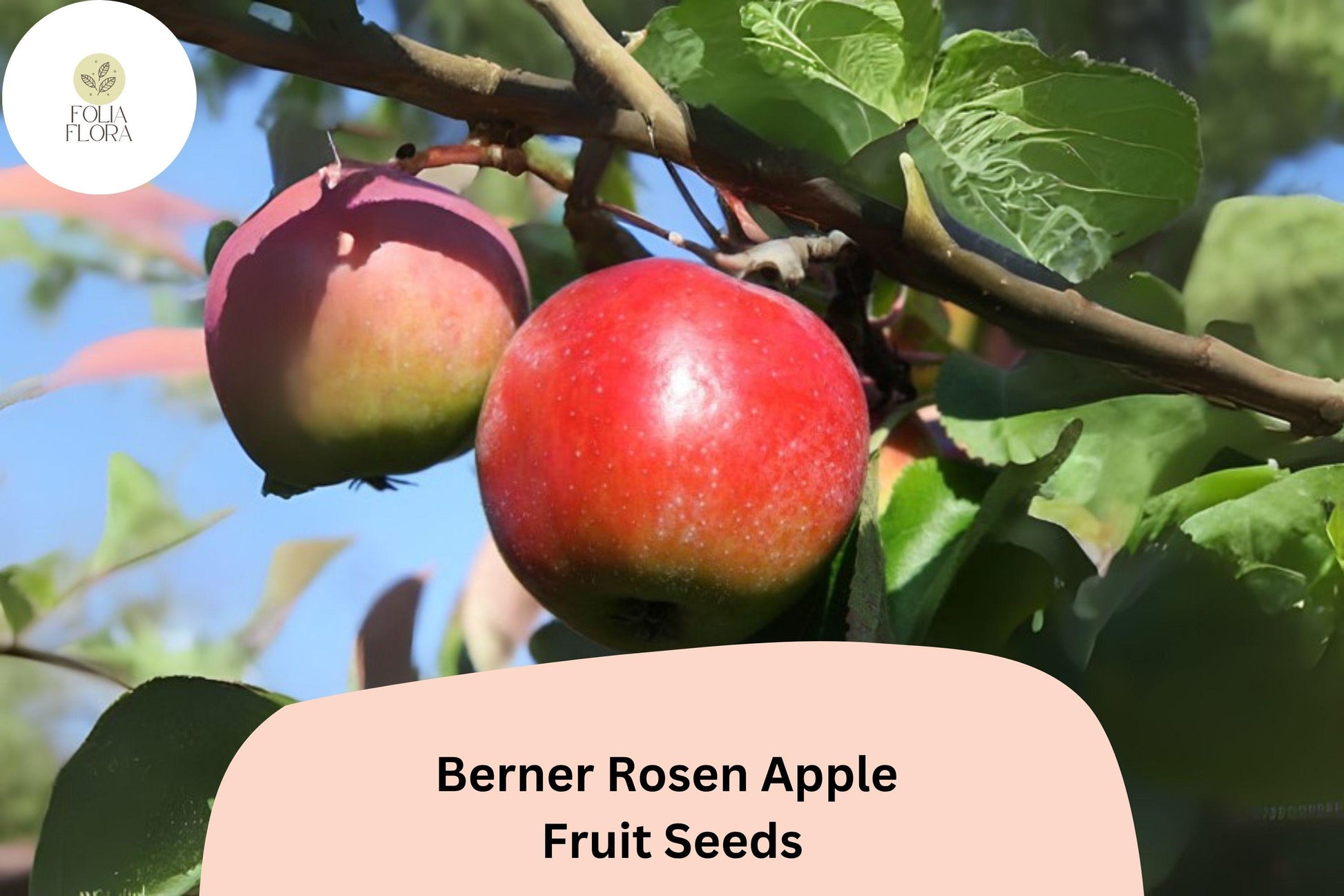 Berner Rosen Apple Seeds | Swiss Heirloom Fruit Tree | Sweet Aromatic Malus domestica | Fresh Eating & Desserts