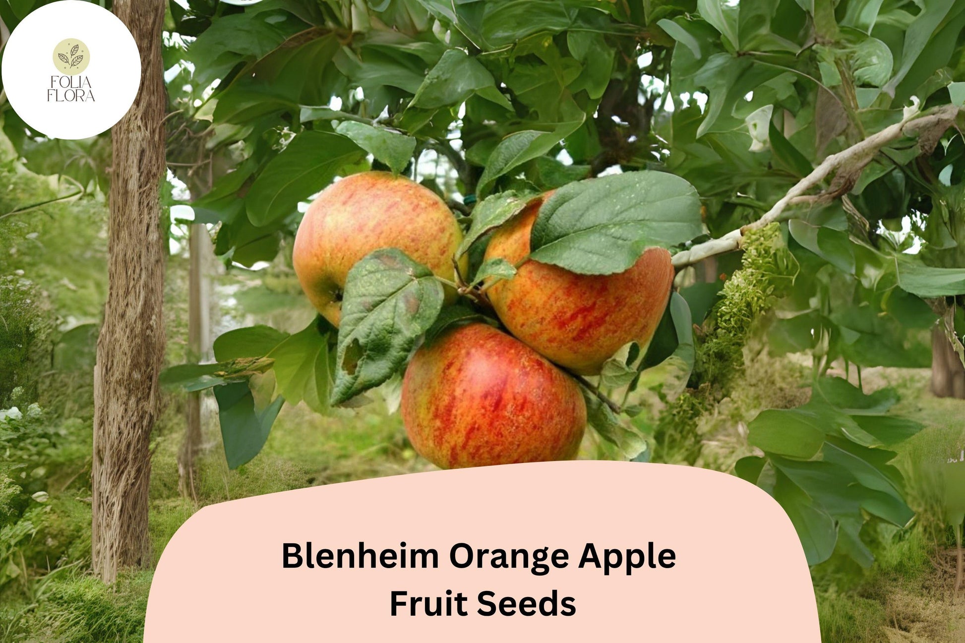 Blenheim Orange Apple Seeds (25+) – Heirloom English Malus domestica Fruit Tree for Orchard, Cooking & Cider