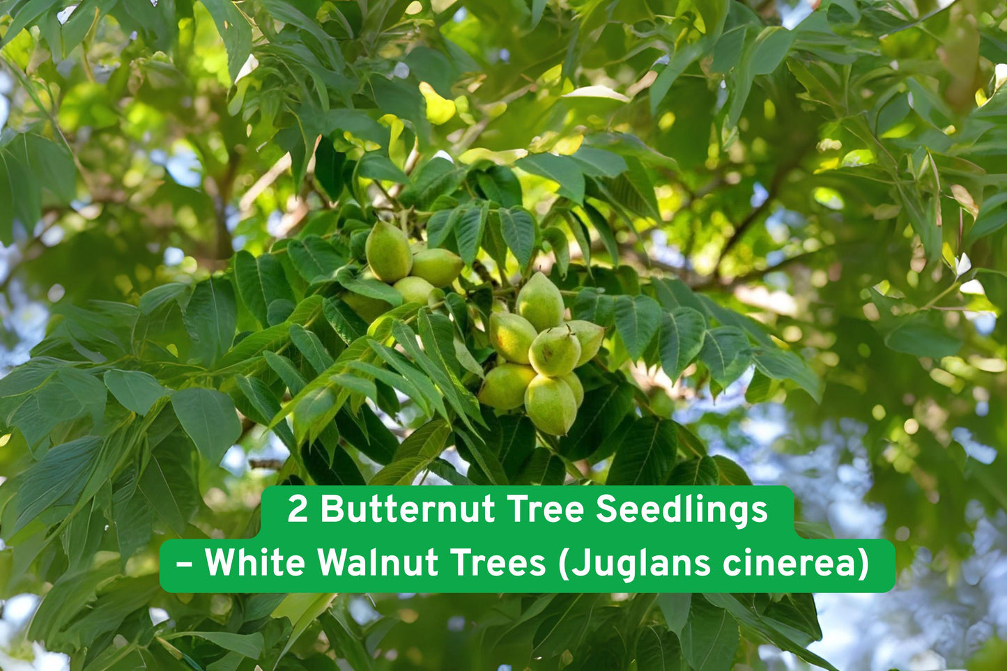 butternut tree seedling,white walnut tree,native shade tree,hardy hardwood tree,edible nut tree,reforestation seedlings,wildlife attractor,full sun tree,bare-root seedling,North American tree,permaculture plant,large yard tree,fast-growing hardwood
