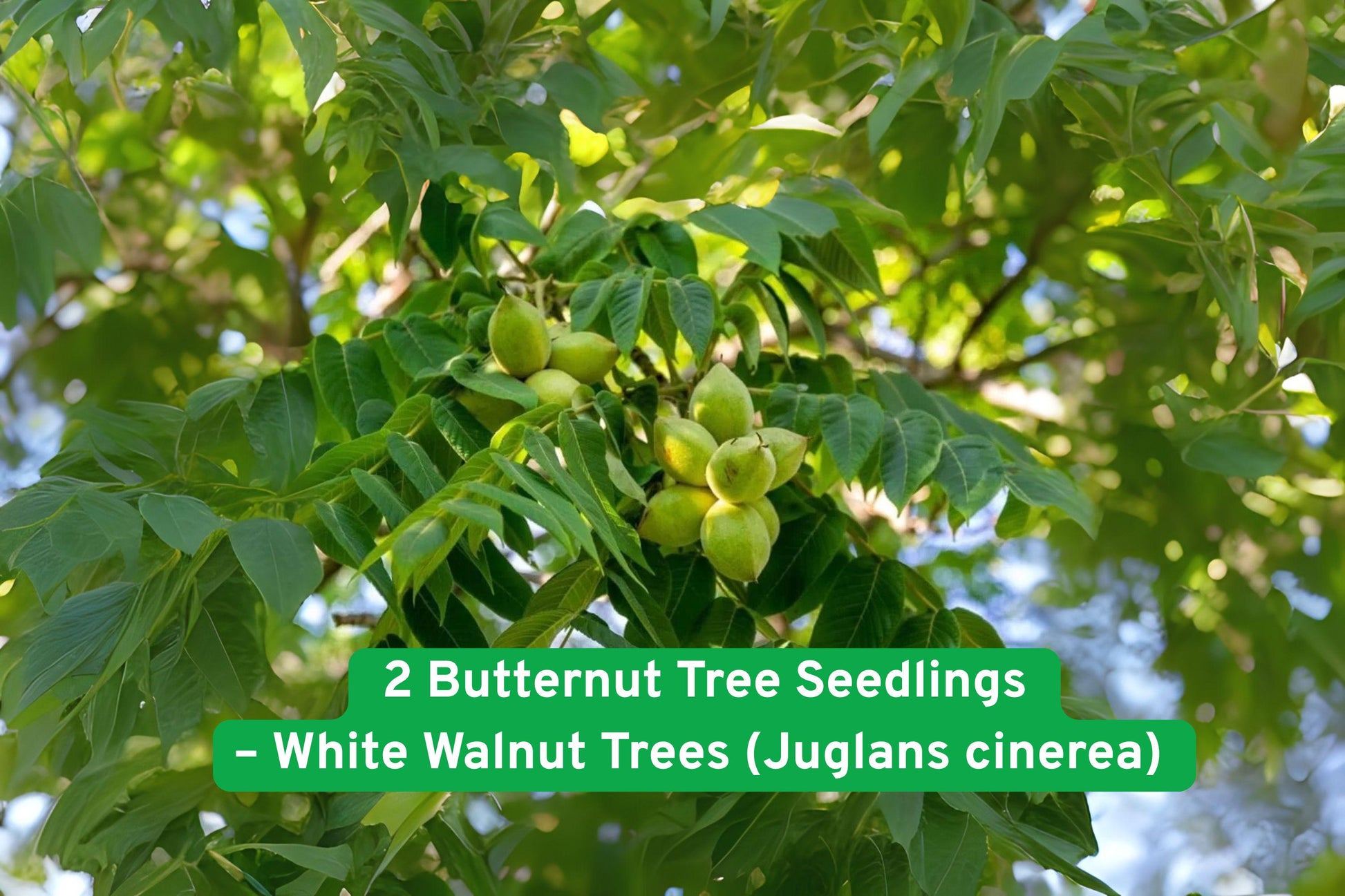 butternut tree seedling,white walnut tree,native shade tree,hardy hardwood tree,edible nut tree,reforestation seedlings,wildlife attractor,full sun tree,bare-root seedling,North American tree,permaculture plant,large yard tree,fast-growing hardwood